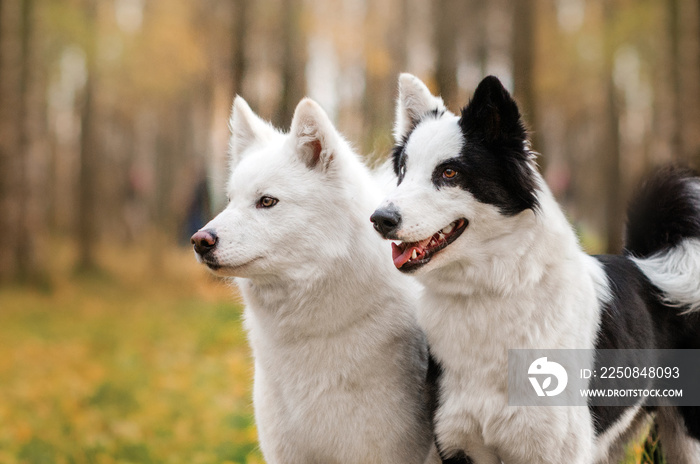 雅库特犬在秋季公园散步可爱的肖像