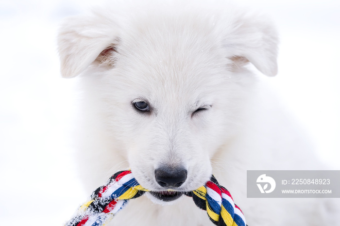 白色瑞士牧羊犬小狗眨眼