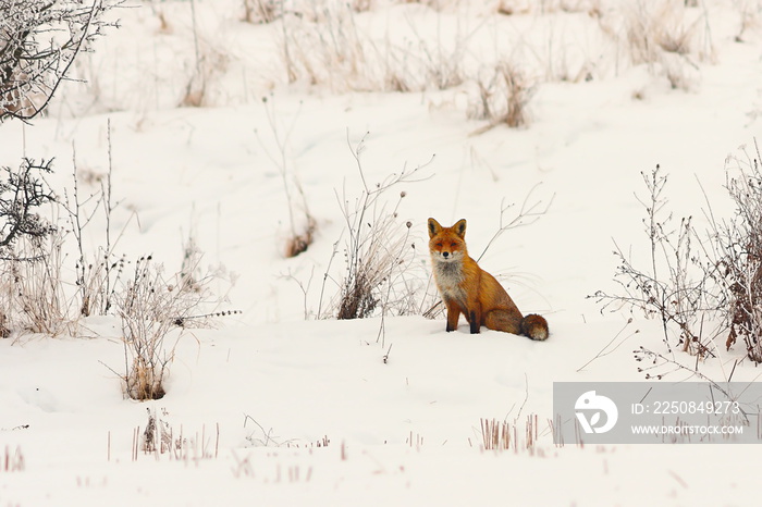 wild european red fox in snow