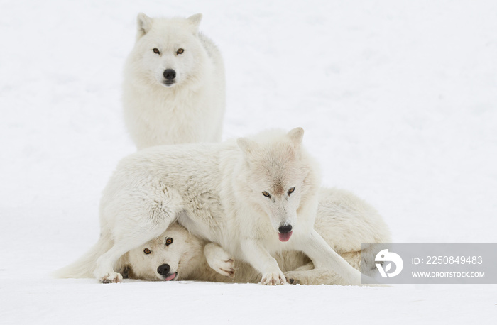 北极狼（Canis lupus arctos）被隔离在白色背景下，在加拿大的冬雪中玩耍