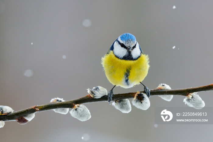 Eurasian blue tit, Cyanistes caeruleus, in winter