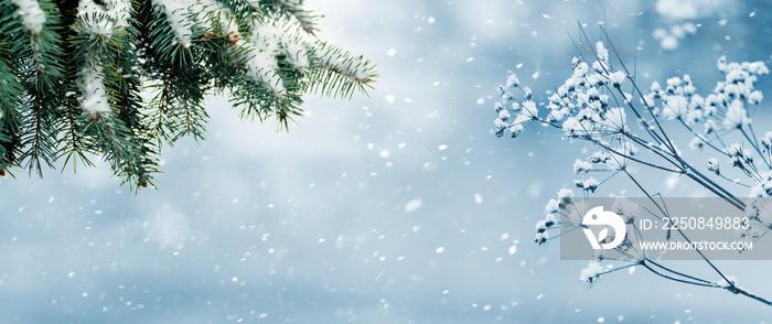 Snowfall in the forest. Panorama of winter forest with spruce branches during snowfall. Christmas ba