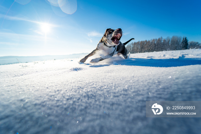 Catahoula Leopard dog in sunny winter day