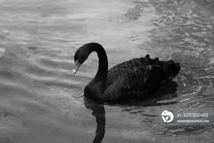 一只美丽的黑天鹅在阳光明媚的日子里在湖面上游泳。黑天鹅主要以水生植物为食。