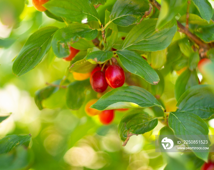 Red ripe dogwood berries Cornus mas on a branch on a Sunny day in Greece