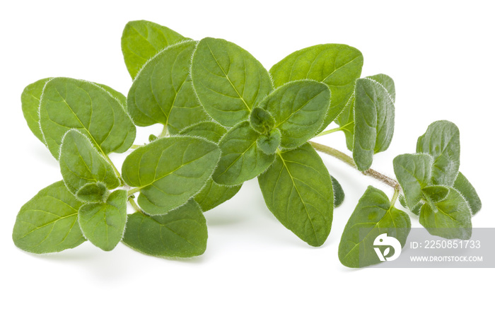 Oregano or marjoram leaves isolated on white background cutout