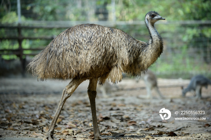 Emu