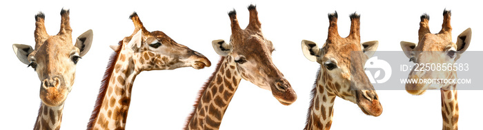 Collage of cute giraffes on white background