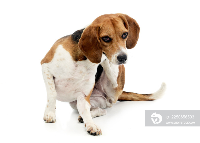 An adorable Beagle scratching its neck