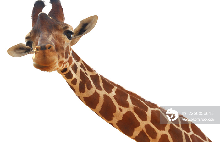 Giraffe closeup portrait isolated on white background