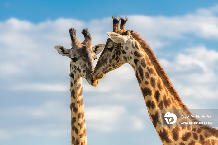 Giraffes kissing in the savannah in the Serengeti park, two wild animals