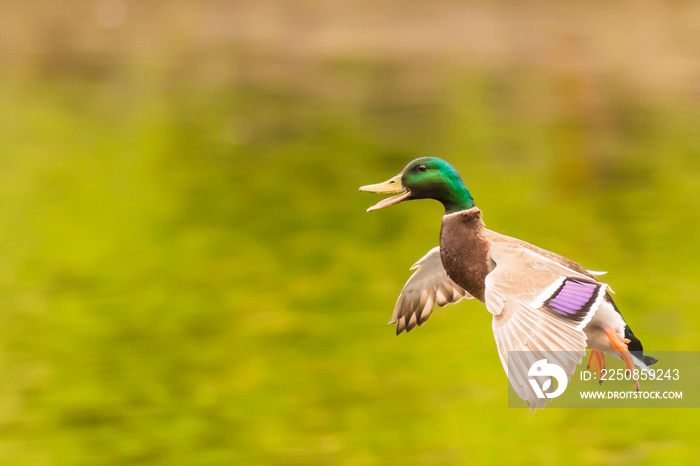 兴奋的Drake Mallard双脚着地，绿色背景