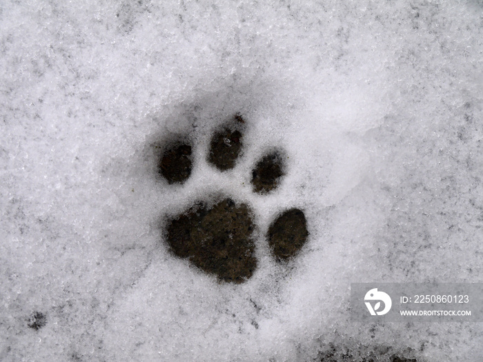 猫在雪地里的足迹。动物足迹。爪印。冬天。