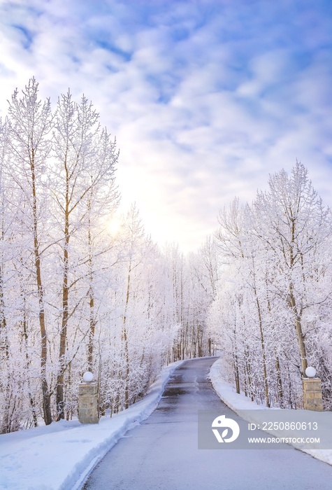 阳光在雪中的林荫道上闪耀