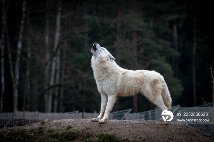 北极狼（Canis lupus arctos），又名白狼或极地狼