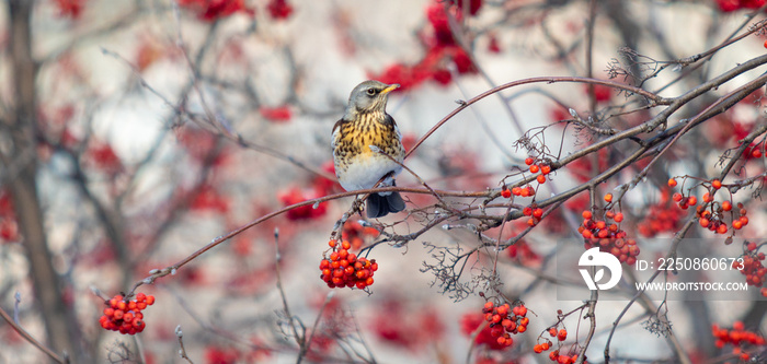 Thrush bird on the rowan branches, winter.