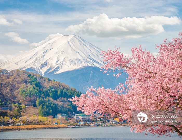 春天的富士山，樱花樱花