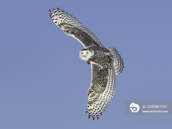 在蓝天上飞行时有密集斑点和障碍的雪鸮雌性