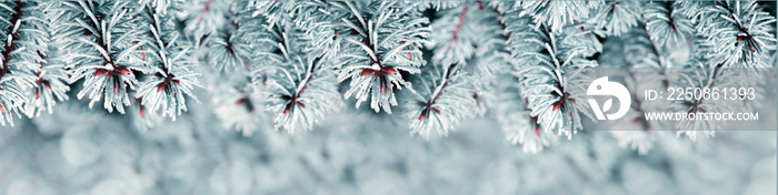 Cristmas background with pine tree branches .Winter background.