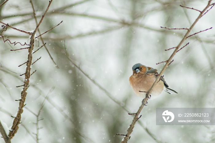 野生动物中的芬奇鸟类冬季
