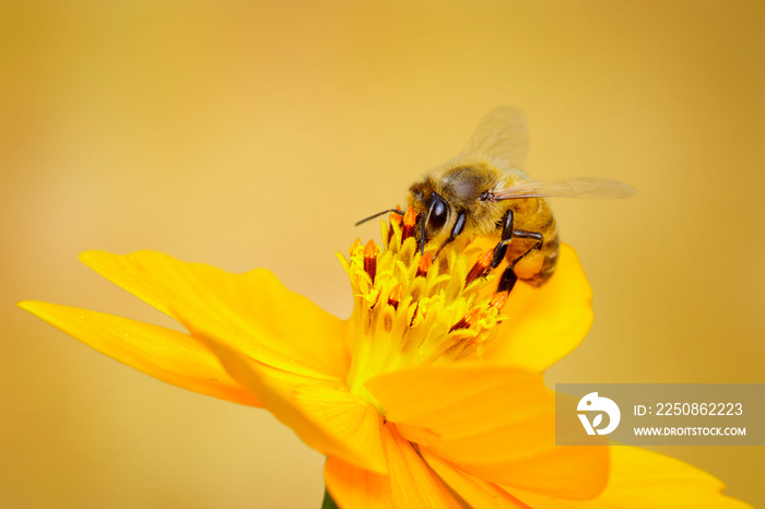 蜜蜂或蜜蜂在黄色花朵上采集花蜜。金色蜜蜂在花粉上。昆虫。