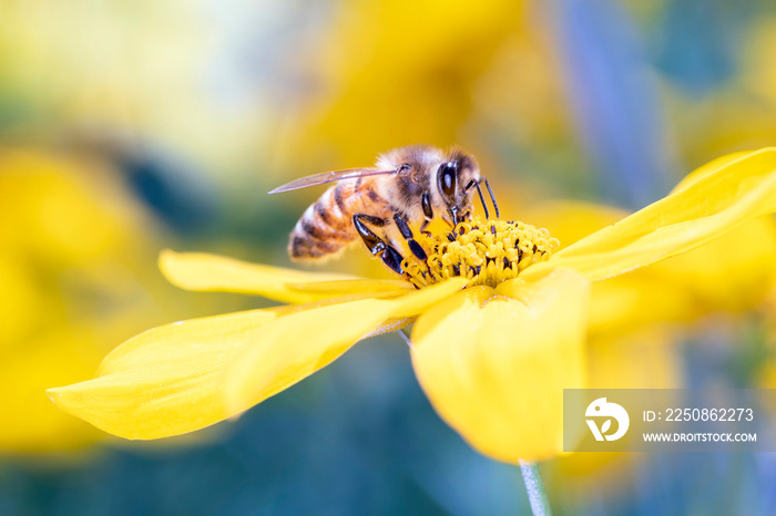 Bee pollinates a yellow blossom