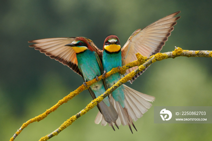 Couple of european bee eater (Merops apiaster), during the breeding season.