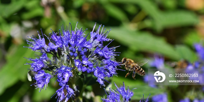 Pszczoła miodna (Apis mellifera) na kwiatach barbuli klandońskiej (Caryopteris clandonensis Blue Clo