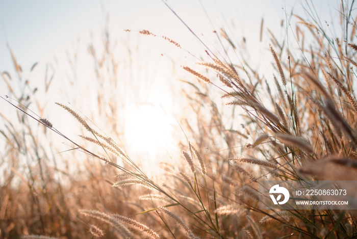 Wilted grass in early autumn