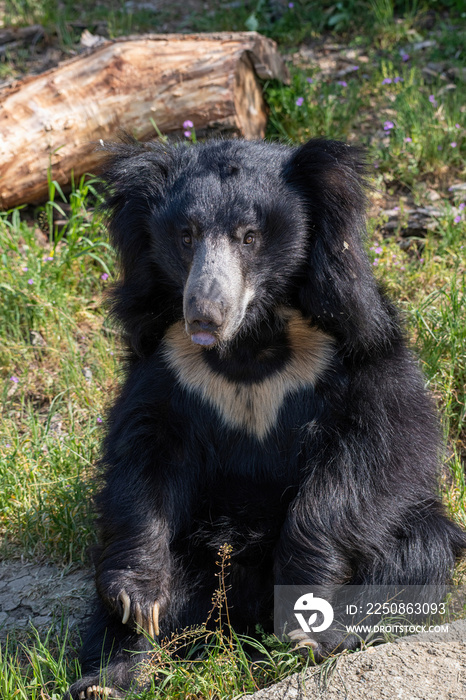 A sloth bear (Melursus ursinu), also called the Stickney bear