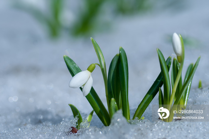 Beautifull snowdrop flower growing in snow in early spring forest