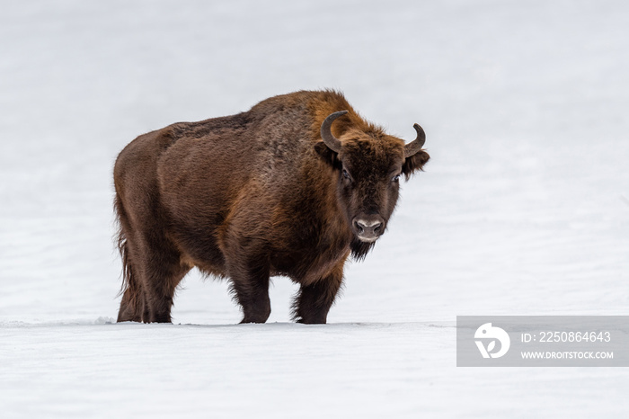 European bison (Bison bonasus) in natural habitat