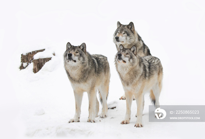 加拿大站在雪地里的木狼或灰狼犬狼疮