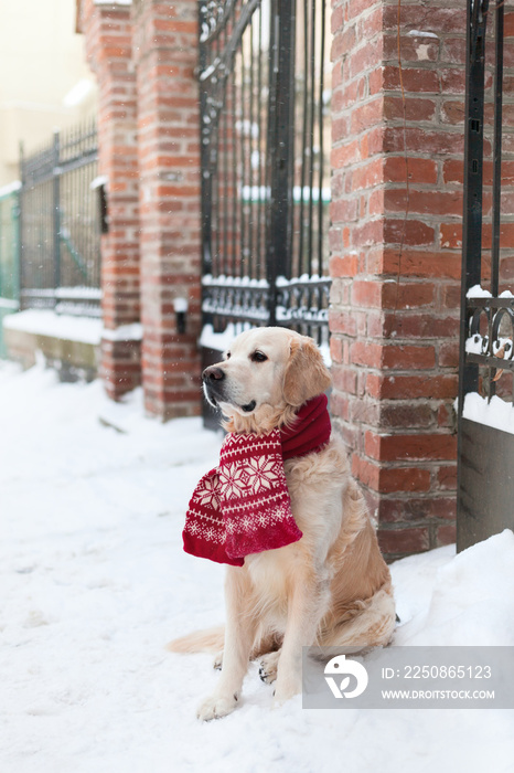 Adorable golden retriever dog wearing red scarf on snow outdoor near brick wall. Winter in the city,