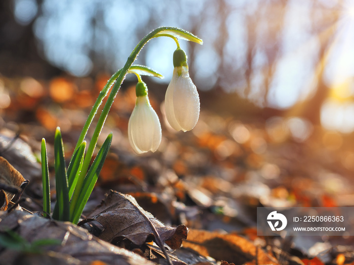 Snowdrop or common snowdrop (Galanthus nivalis) flowers