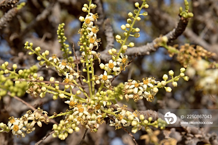 乳香树/Boswellia sacra/生长在萨拉拉市附近的Wadi Dawkah。神父之地