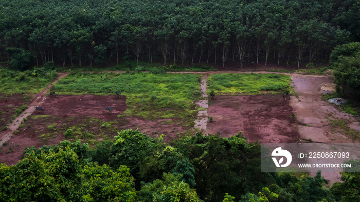 森林砍伐：热带雨林被人类发展摧毁的可怕土地