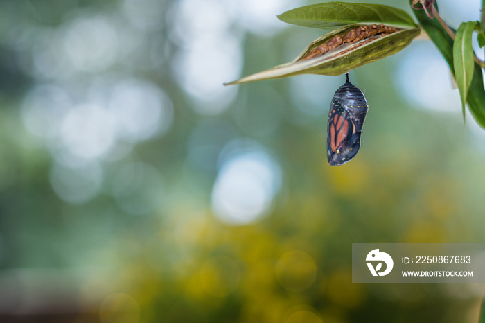 Monarch Chrysalis，Danaus Plexppus，马利筋上，柔和宝石色背景