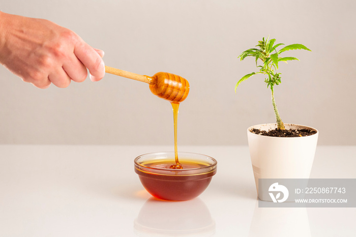 Honey dipper, CBD honey itself and marijuana plant