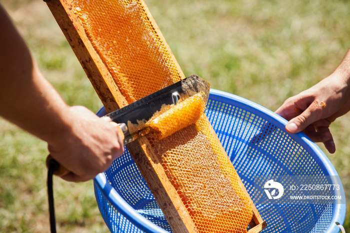 Close up of beekeeper scraping wax from honeycomb with knife