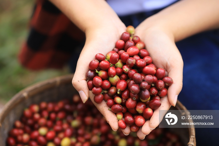 咖啡豆种植园农场手工采摘。罗布斯塔和阿拉比卡咖啡浆果的采集
