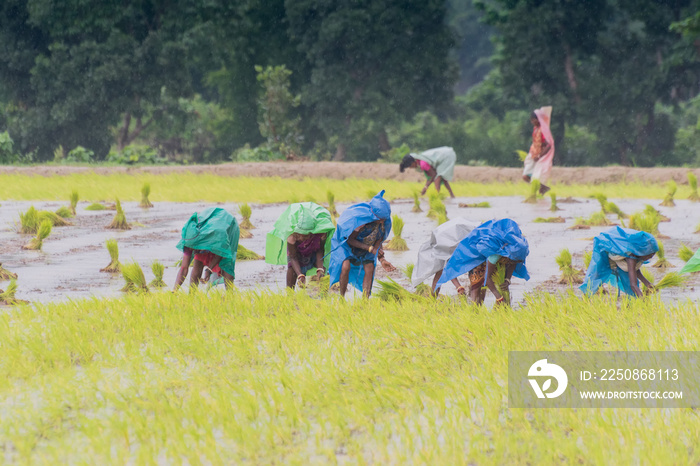 印度农村妇女种植水稻
