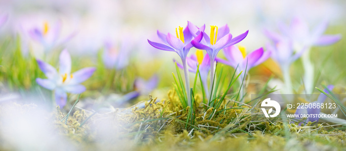 Blooming crocus flowers in a park. Early spring. Symbol of peace and joy, Easter concept. Landscapin