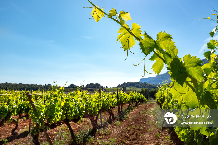 Healthy green vineyard with grapevine leaves in foreground.