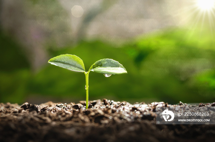 young plant growing on dirt with sunshine in nature. eco earthday concept