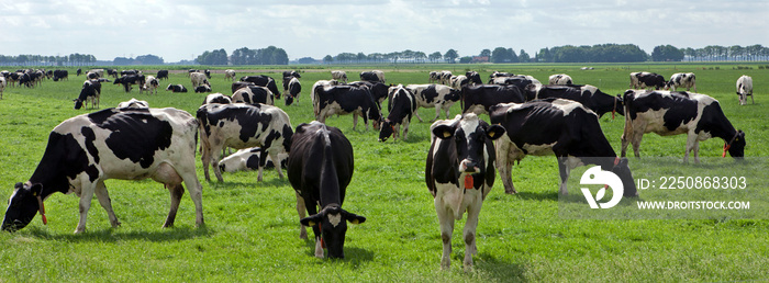 奶牛在荷兰草地上吃草。农业。荷兰
