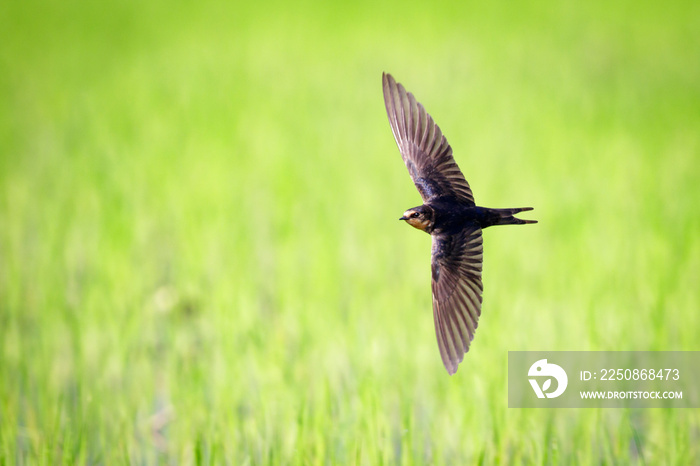 谷仓燕子在自然背景下飞翔的图像。鸟。动物。