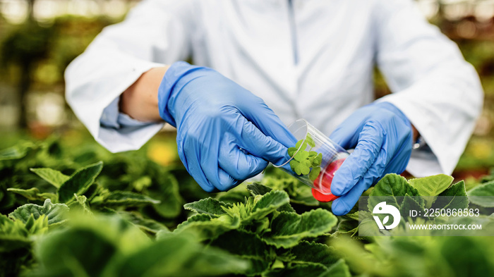 Close-up of scientist taking plant sample in a greenhouse.