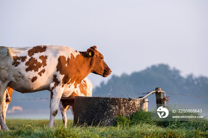 黎明时分，奶牛从水坑里喝水。Geesteren。Gelderland。The