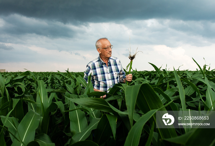 雨云中，一位资深农民站在玉米地里检查作物的肖像。